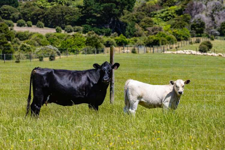 69 Titirangi Road Kenepuru Sounds_20