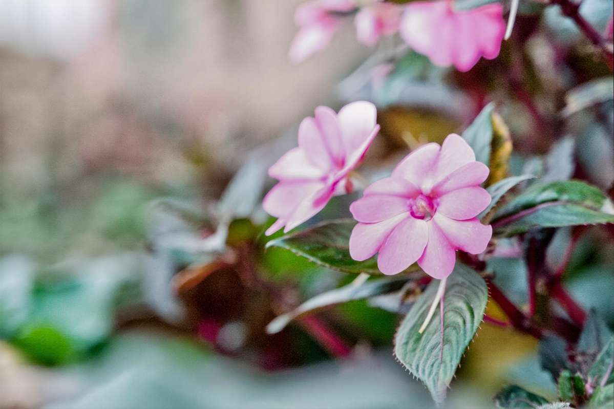 31A Three Mile Bush Road_1