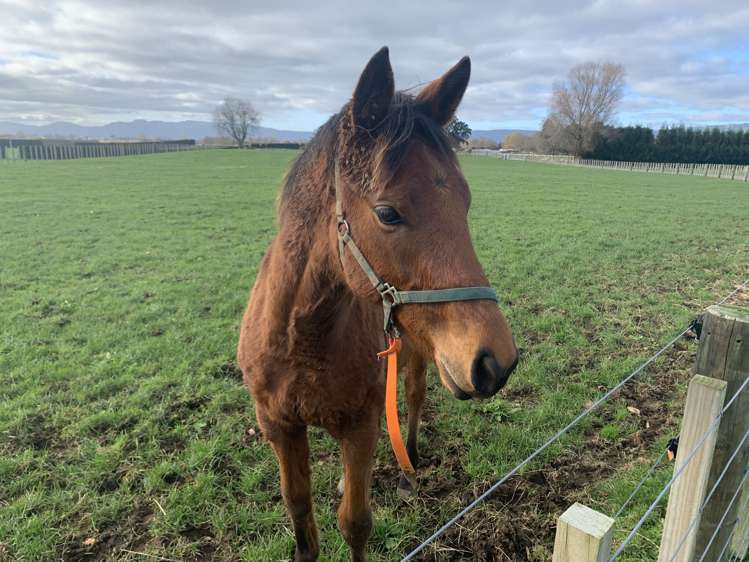 19 Puketutu Road Matamata_21