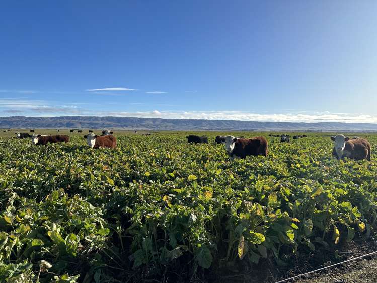 1586 Maniototo Road Patearoa_11