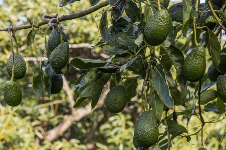 275 Athenree Road Katikati_19