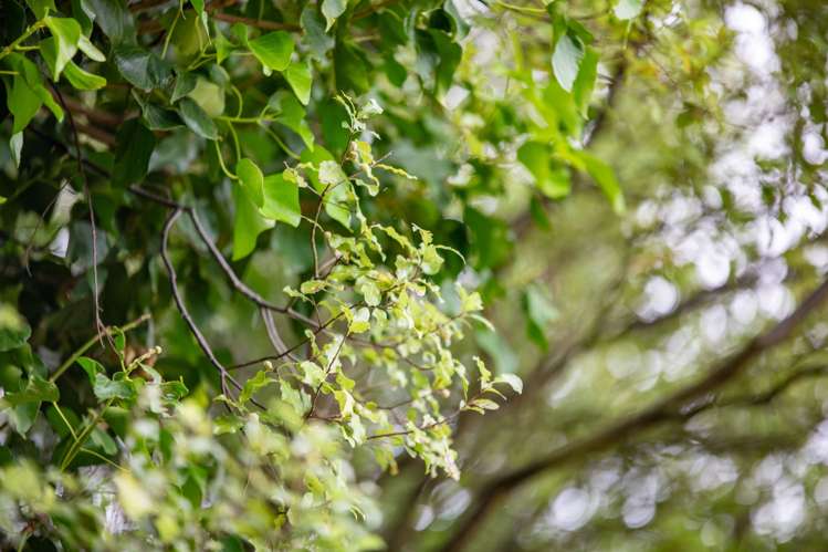 160 Great South Road Ngaruawahia_29