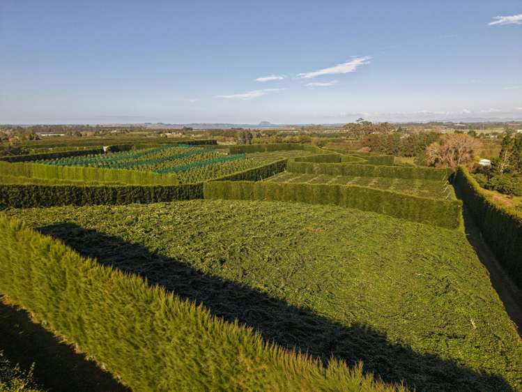 78B Walker Road East Aongatete_20