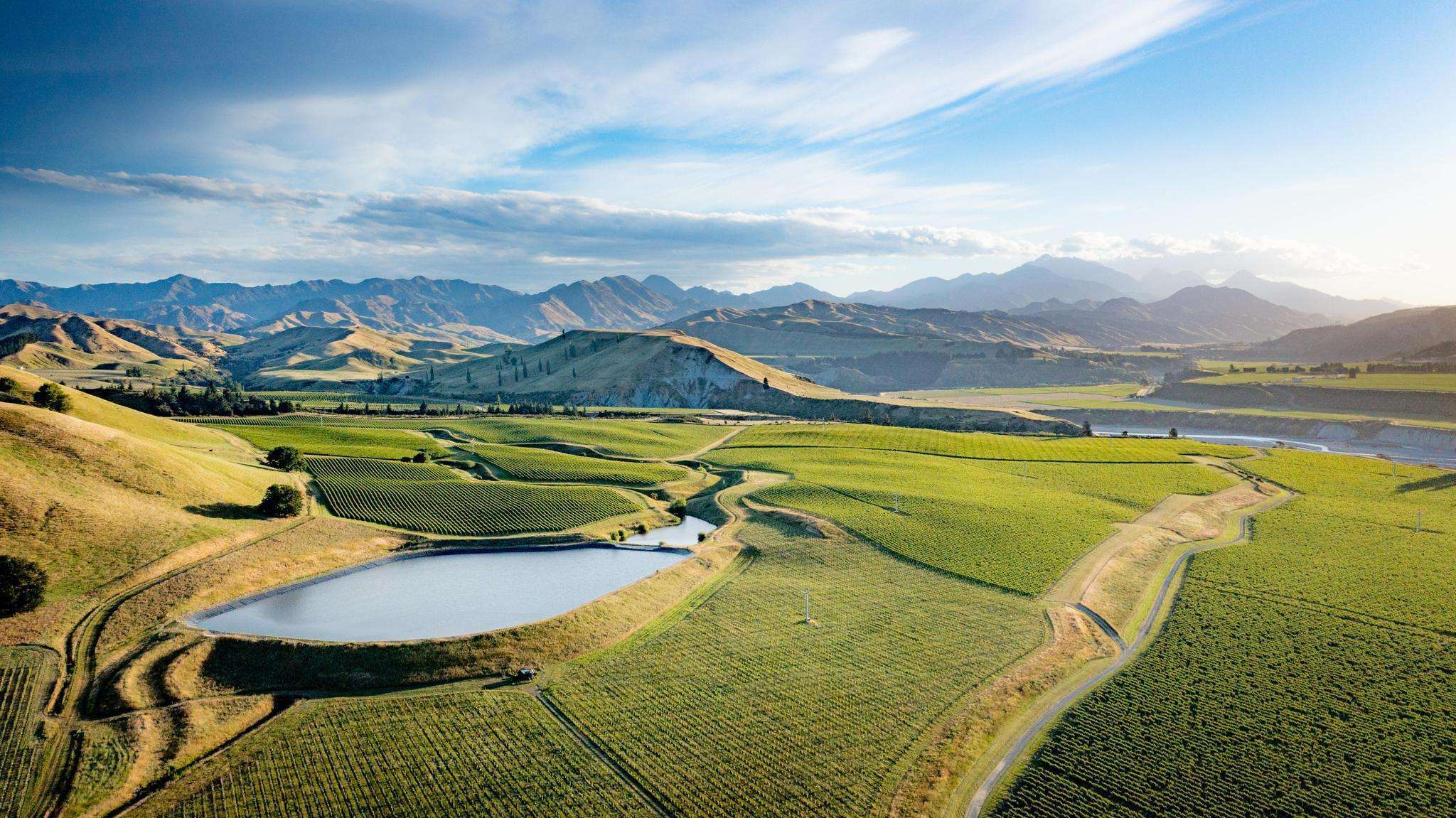 Large vineyard, brands & distribution