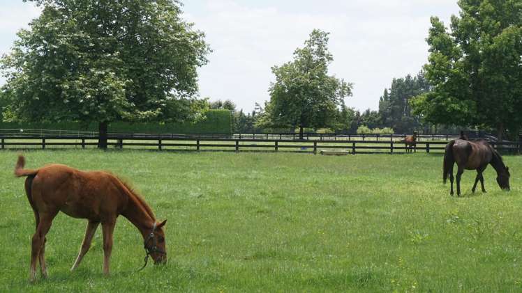 598 Marychurch Road Matangi_31