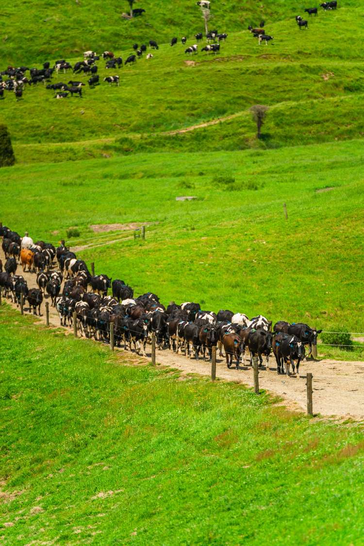 313 Te Wera Road Matawai_5