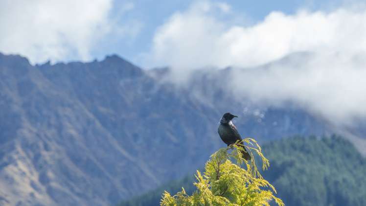 12 Windsor Place Queenstown_22