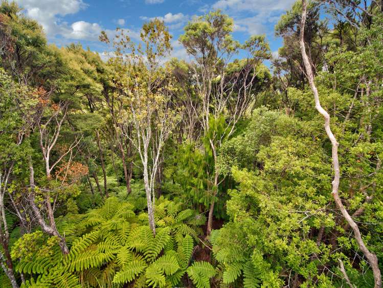 46 Tawini Road Titirangi_6