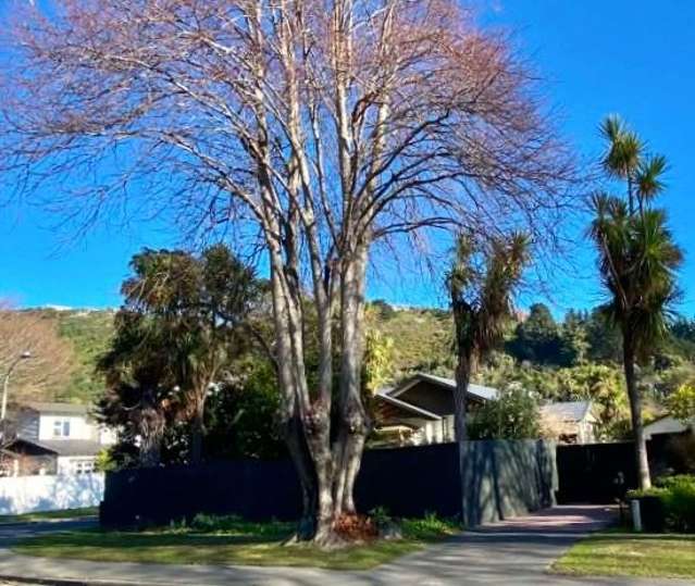 Premium Cashmere location – private, sunny, and surrounded by nature