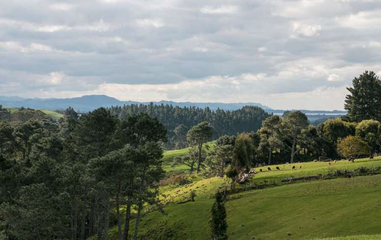 426 Esdaile Road Whakamarama_17