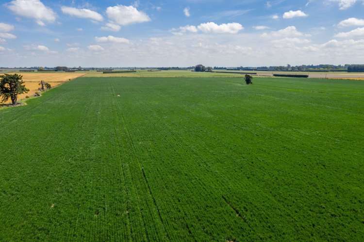 Selwyn Lake Road Leeston_12