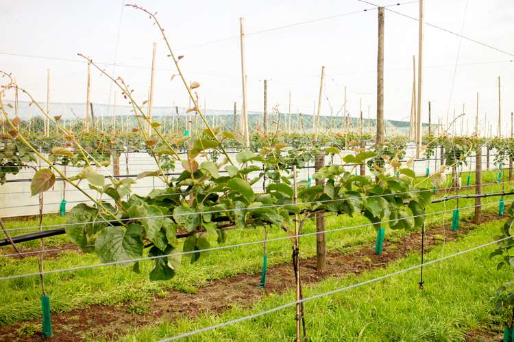 Te Ahu Ahu Road Waimate North_5