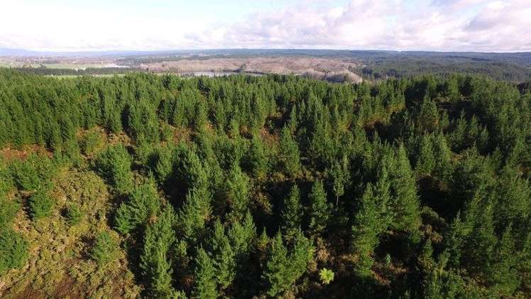 4 Black Road Murupara Surrounds_2