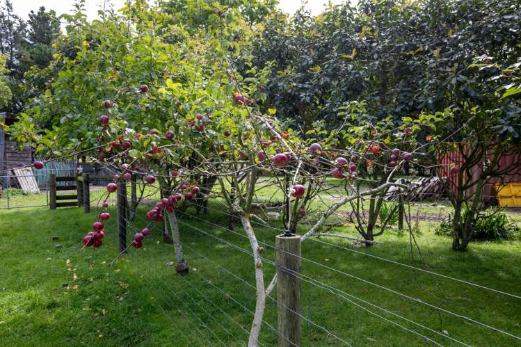 657 Domett Road Domett_24