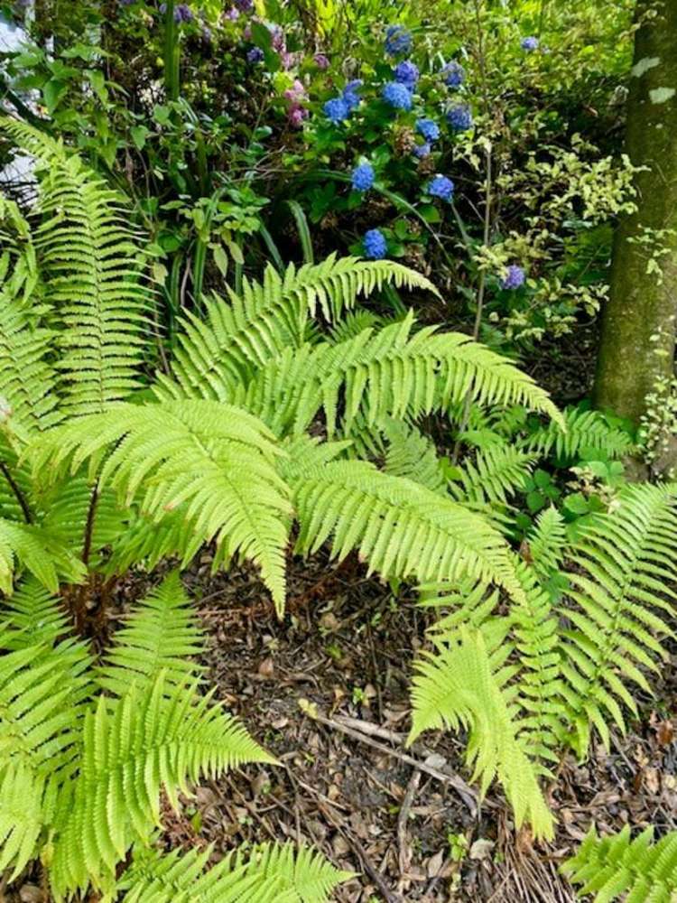 4a & 6 McIntosh Road Brighton_18