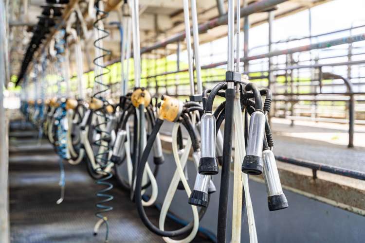 148 Malone Road Kokopu_8