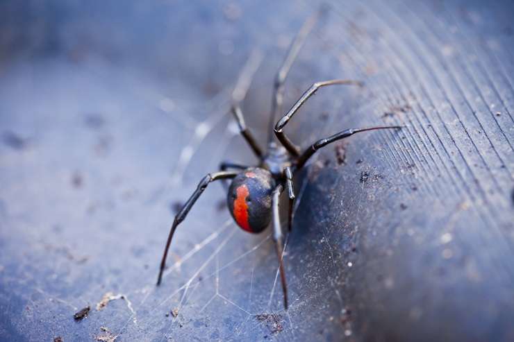 Fleas can be a hazard when selling a home, but at least they won't eat you or poison you. Photo / Getty Images