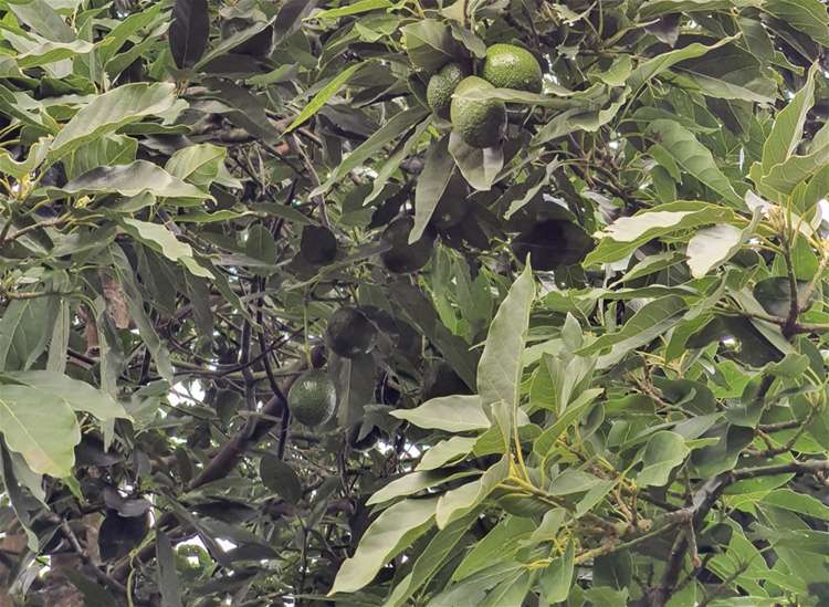 26 Sir William Hale Crescent Moerewa_28