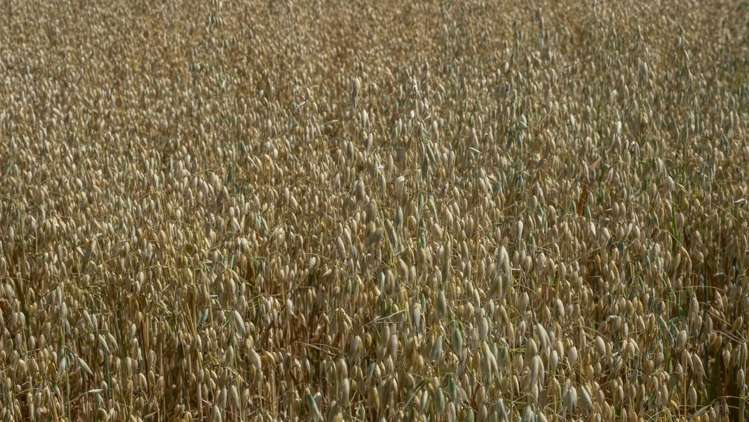 1231 Longbush Road Carterton_19