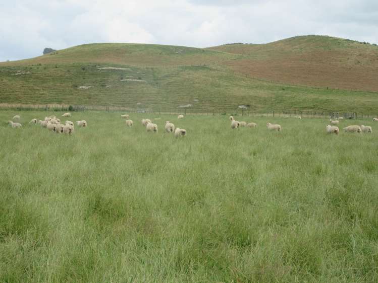 359 Mangatarata Road Hawkes Bay_7