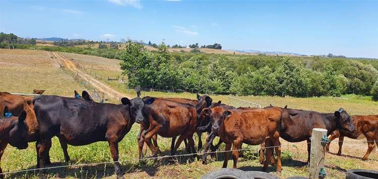 218 Island Block Road Te Kauwhata_13