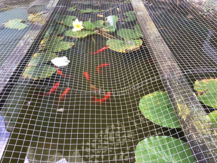 104 Hays Place Thames_22