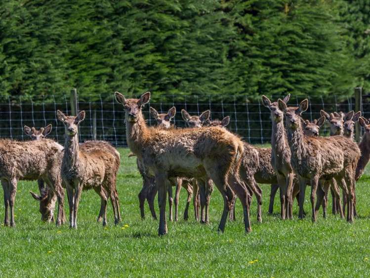 300 Woodbank Road Hanmer Springs_8