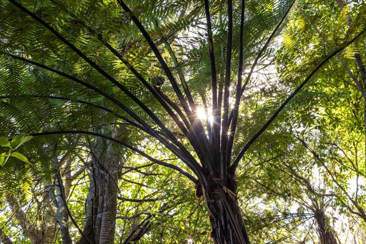 264 Beach Road Campbells Bay_12