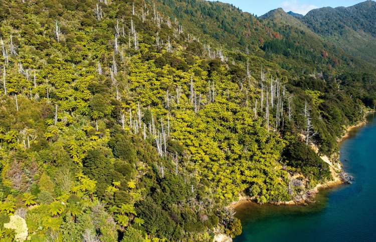 Lot 2 North West Bay Pelorus Sound_15