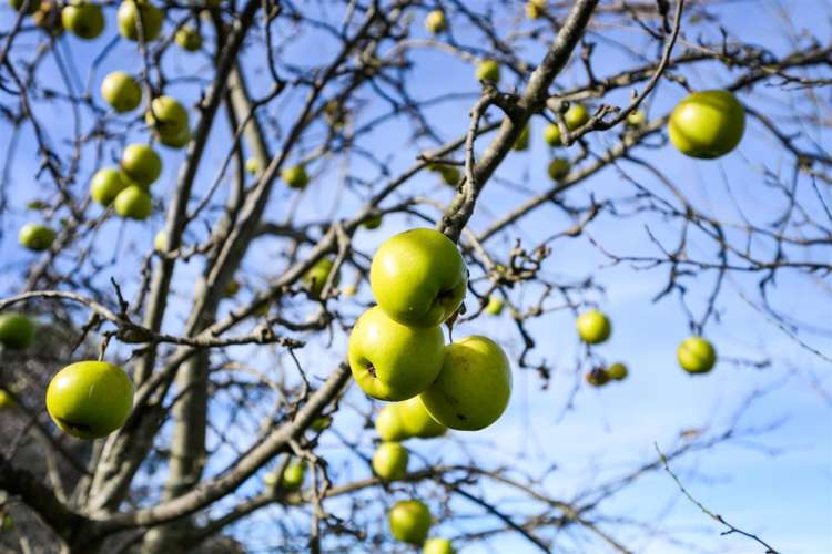 21 Flower Street Bulls_10