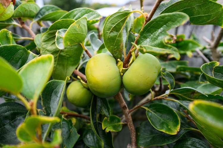 8 Stonebridge Heights Feilding_21