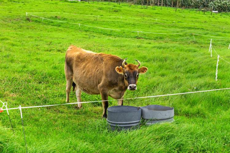 170 Wonderview Lane Hakaru_24