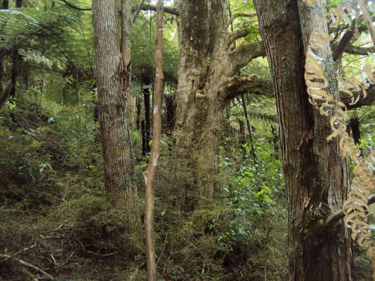 Hailes Road Whananaki_8