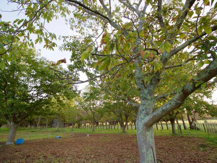 1414 Napier Road Ashhurst_21