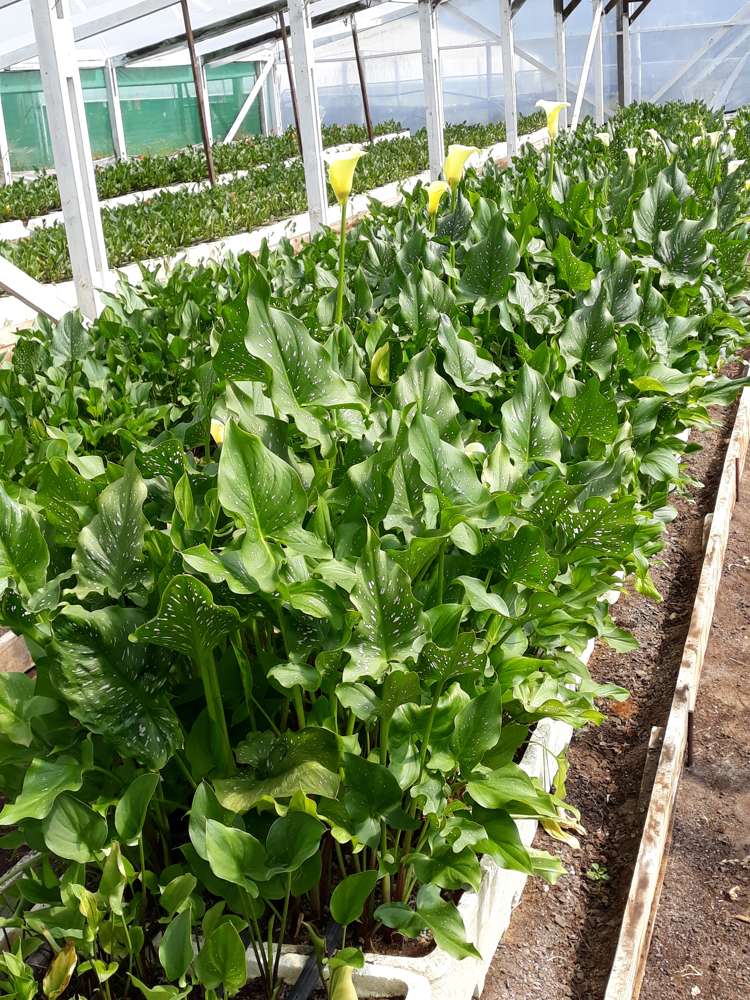 72 Mccullough Road Mangapai and Surrounds_6