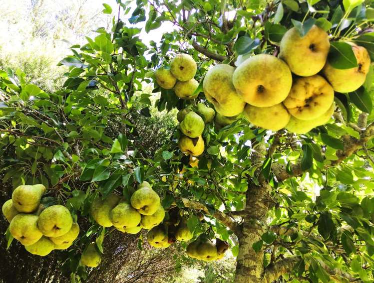 20A Valley View Lane Hakaru_36