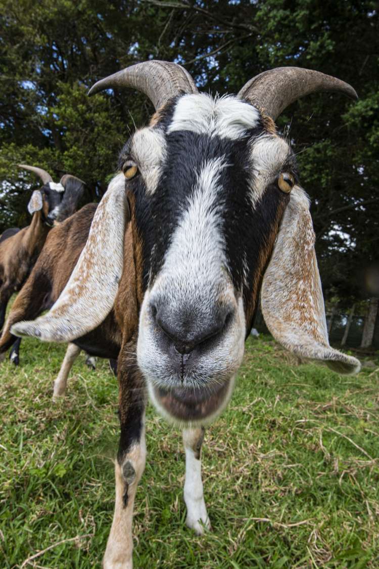 2006a State Highway 1 Whakapara_30