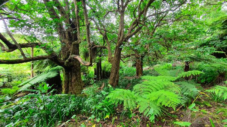 Lots 1 & 2 DP 356808 North Cove Kawau Island_12