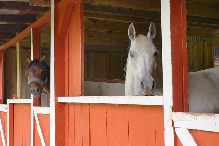 435 Pine Valley Road Dairy Flat_33