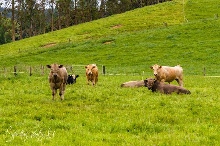 67 Taipuha Settlement Road Paparoa_42