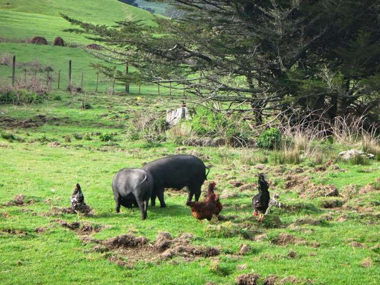 18 Kirk Street Matawai_17