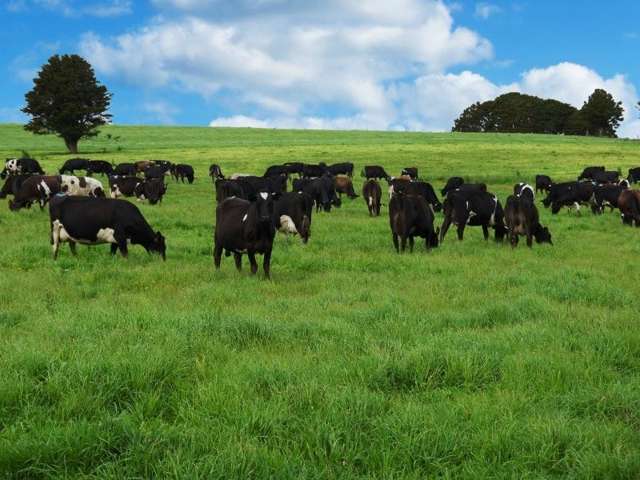 684 Trounson Park Road Dargaville Surrounds_2