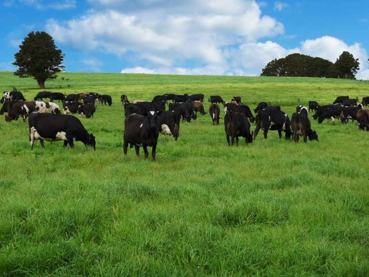 684 Trounson Park Road Dargaville Surrounds_2