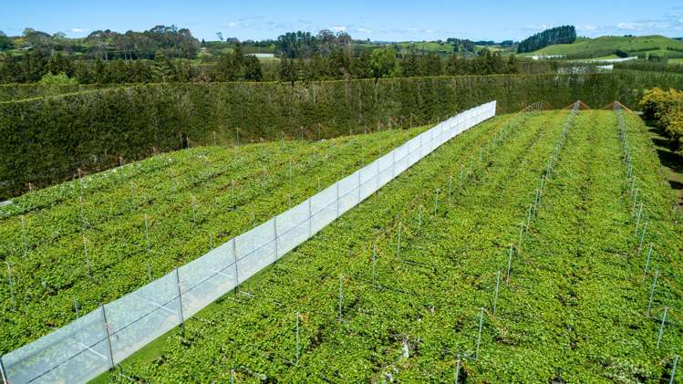 12 Sargent Drive Whakamarama_24