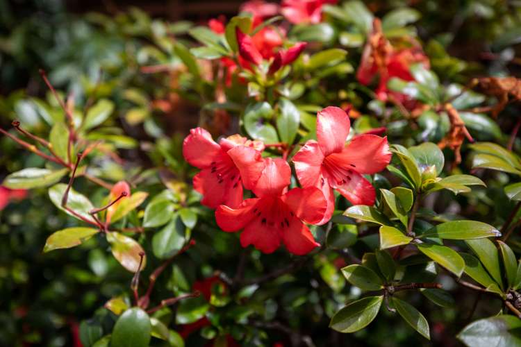 32b Ranch Road Mount Maunganui_13