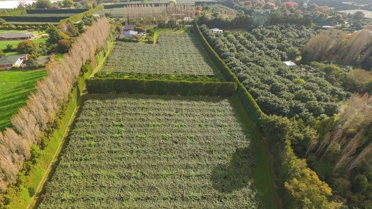 112 Te Puna Road Te Puna_6