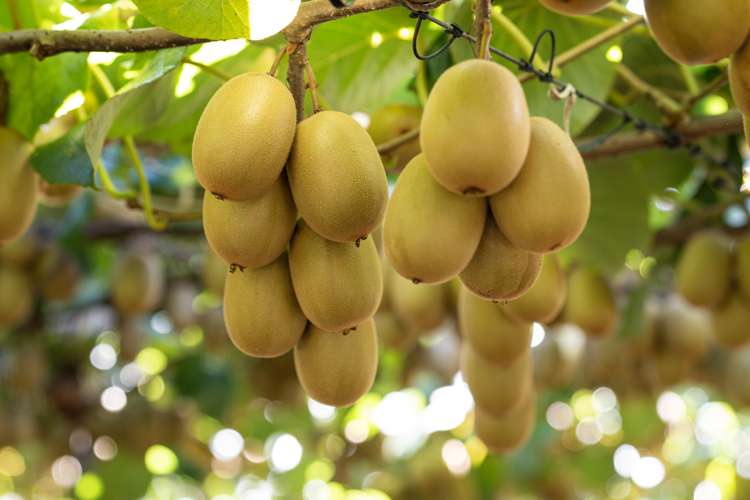 121a Macdonald Road Te Teko_6