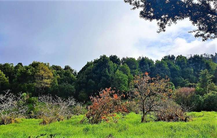 Wekaweka Road Waimamaku_8