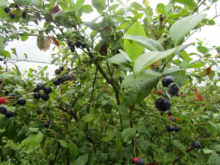 549a Seddon Road Gordonton_19