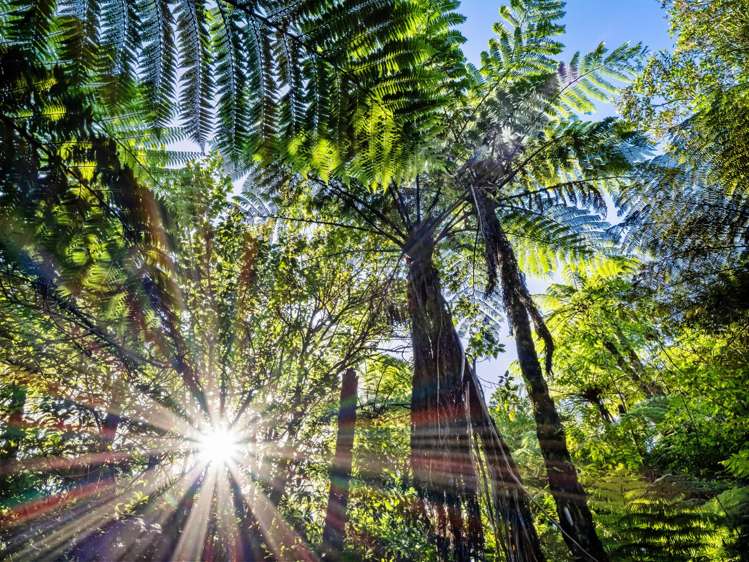 82 Upland Road Aongatete_29